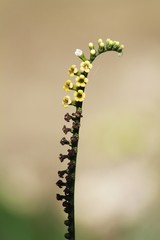 Tournefortia staminea blooming