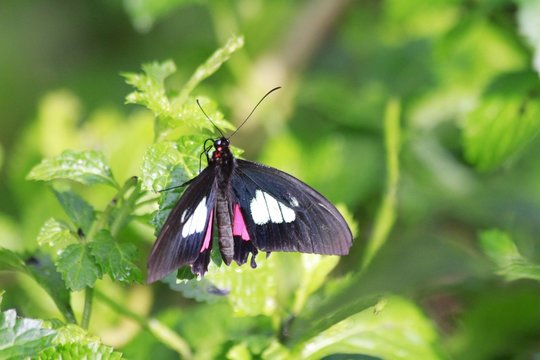Parides eurimedes - Mylotes cattleheart