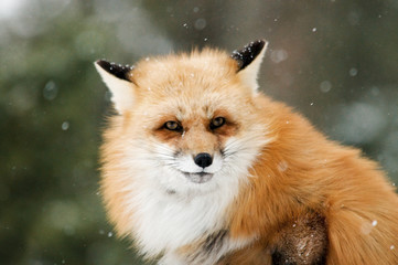 Obraz premium Red Fox