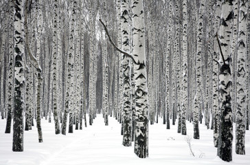 Winter birch trees