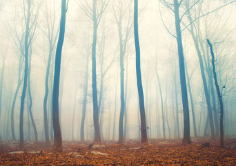 Magic orange blue forest scene