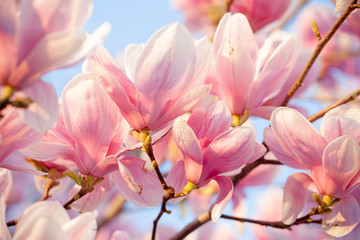 Obraz premium Beautiful magnolia blossom