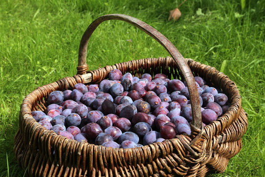 Prunes
