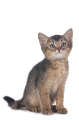 Hauskätzchen mit blauen Augen