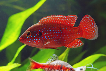 The African jewelfish (Hemichromis bimaculatus) In Aquarium