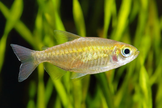 Congo tetra fish in the aquarium. Golden variety