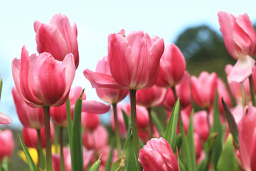 Tulip flower,Curcuma,Common Tulipa,Common Garden Tulipa