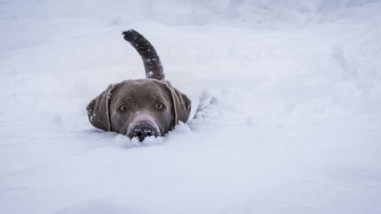 Hund im Schnee - obrazy, fototapety, plakaty