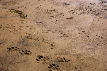 footprint in the sand