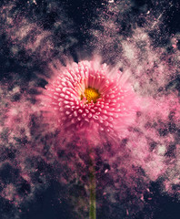 Flower - exploding