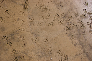 footprint in the sand