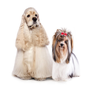 American Cocker Spaniel and biewer Yorkshire terrier