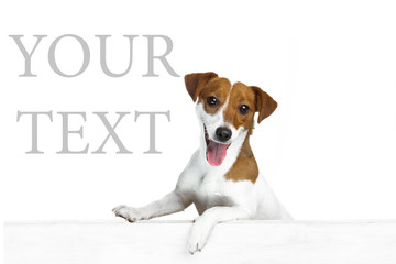 Beautiful dog. white background