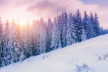 Fototapeta na wymiar magical winter snow covered tree