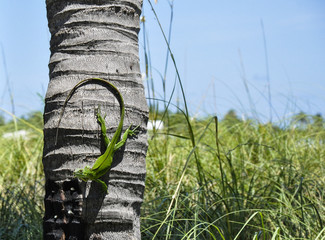 iguana  on a palm tree