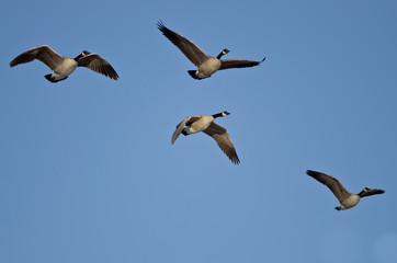 Obraz premium Canada Geese Flying in a Blue Sky