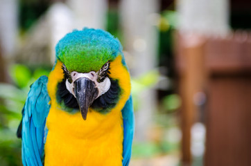 Portrait of a bird