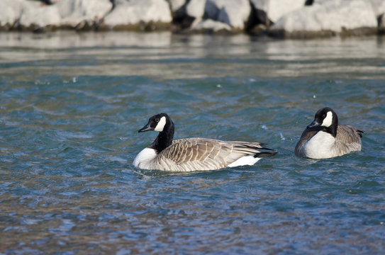 Two Canada Geese Swimming in the Blue River