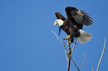Bald Eagle Hunting From The Tree Top