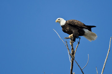 Bald Eagle Hunting From The Tree Top