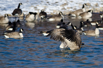 Canada Goose Stretching Its Wings Standing in a Winter River