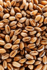 Wheat grain - macro
