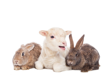 Lamb and rabbits