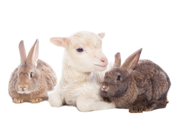 Obraz premium Lamb and rabbits