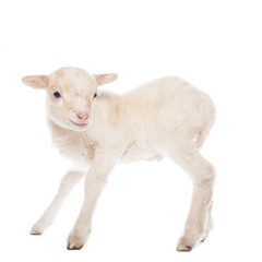 Naklejka premium Lamb standing