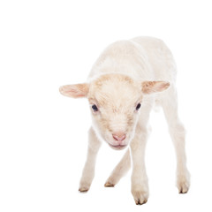 Lamb standing