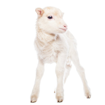 Lamb standing