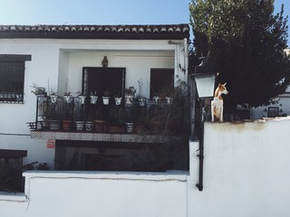 Dog watcher in Granada
