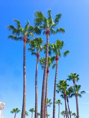 Obraz premium Summer in Long Beach LA