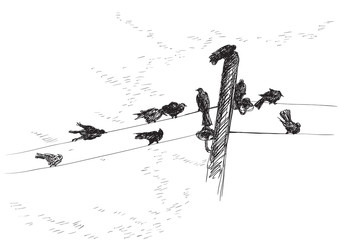 Vector  background of birds Silhouettes on electrical wires