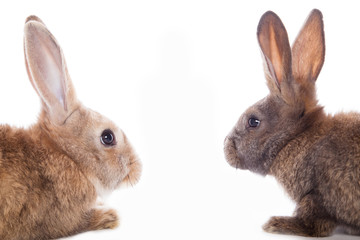 Cute rabbits
