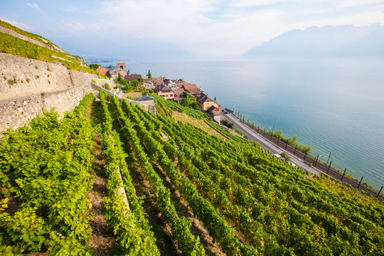 Lavaux vineyards on the shore of lake Geneva