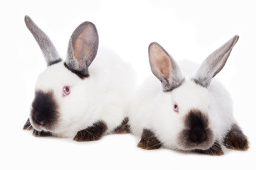 Cute rabbits