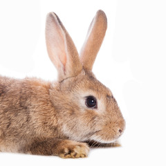 Cute rabbit