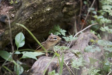 The curious cute little chipmunk