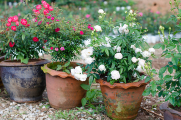 Floribundas rose in pot