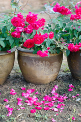 Floribundas rose in pot