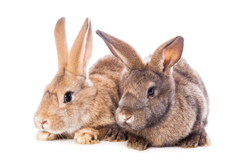 Cute rabbits