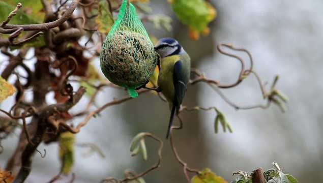 Blaumeise pickt  am Meisenkn&ouml;del