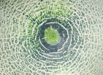melon fruit peel background