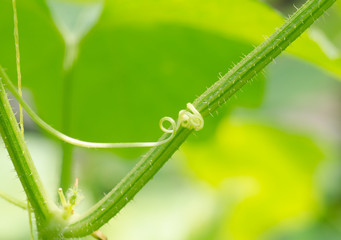 A macro shot of a beautiful spiraling tendril from melon vine
