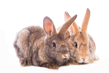 Cute rabbits