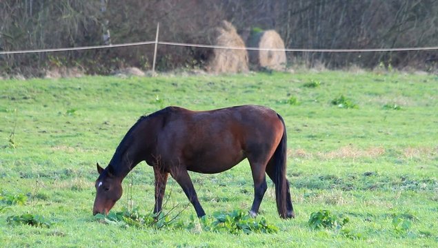 Braunes Pferd frisst Gras auf der Weide