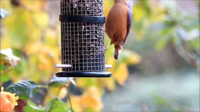 Kleiber pickt Sonnenblumenkerne 
