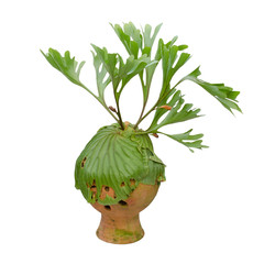 Staghorn fern on clay pot isolated on white background