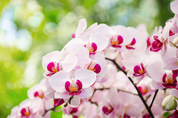 Blooming branch orchid.